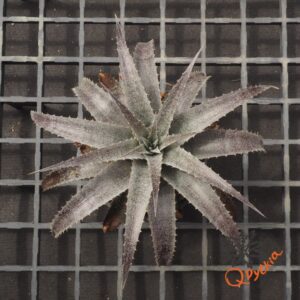 Dyckia ML x hebdingii