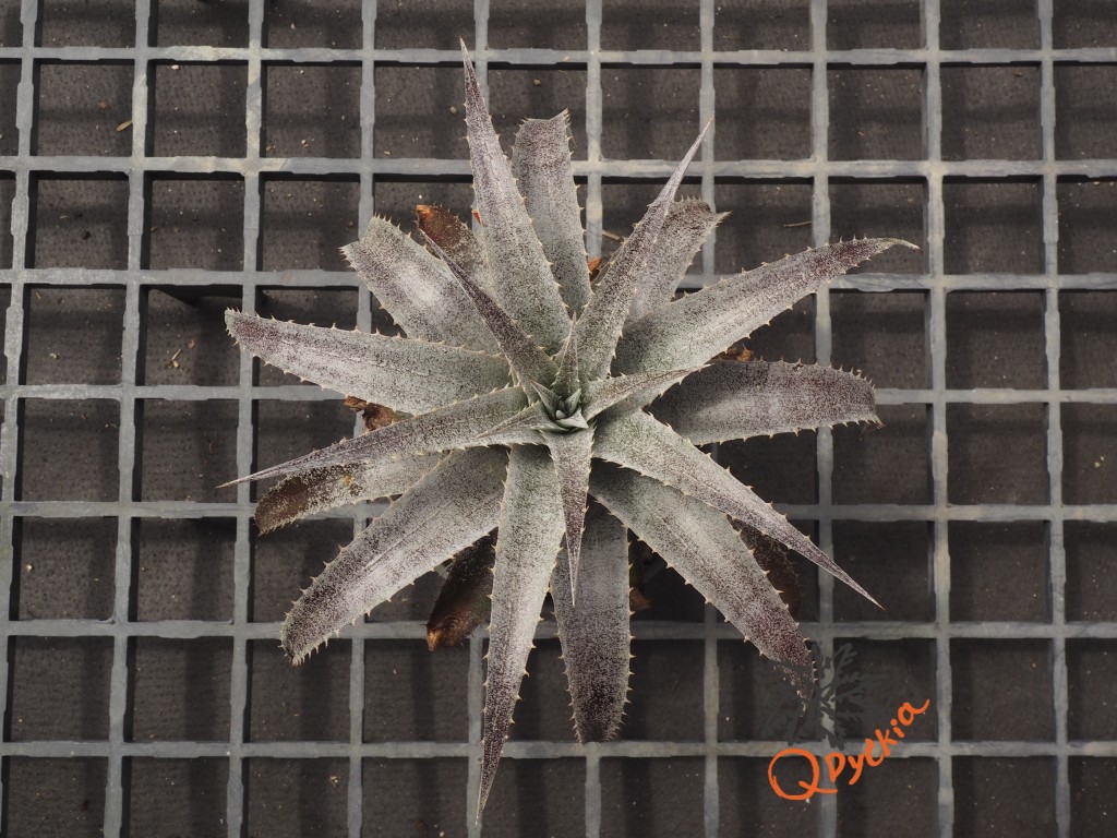 Dyckia ML x hebdingii
