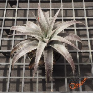 Dyckia ML x hebdingii
