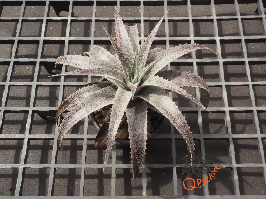 Dyckia ML x hebdingii