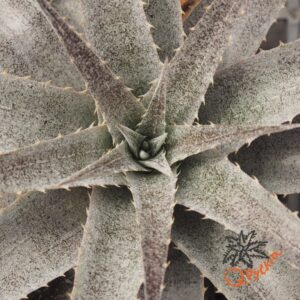 Dyckia ML x hebdingii
