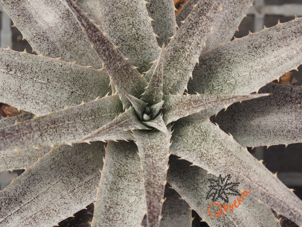 Dyckia ML x hebdingii