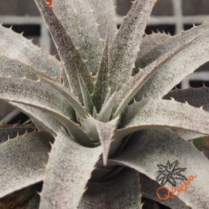 Dyckia ML x hebdingii