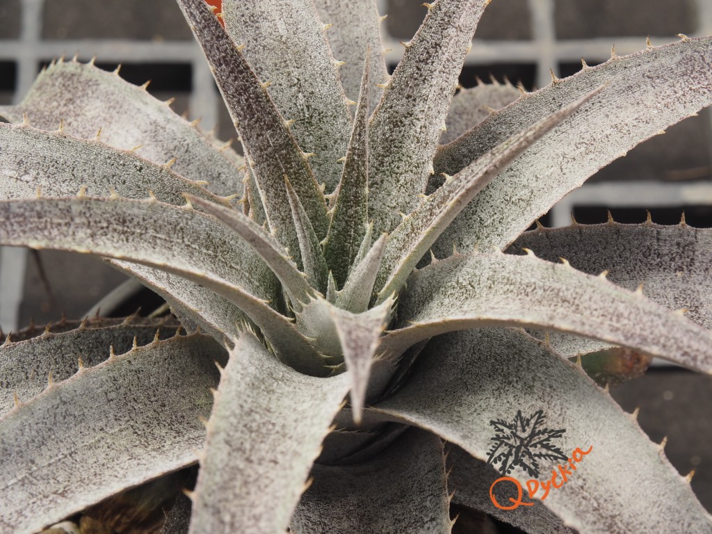 Dyckia ML x hebdingii