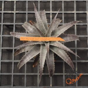 Dyckia ML x hebdingii