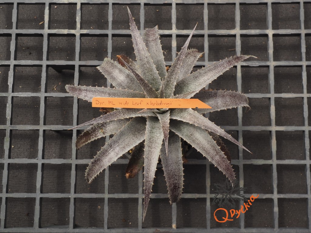 Dyckia ML x hebdingii
