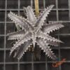 Dyckia ML F1