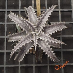 Dyckia ML F1