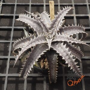 Dyckia ML F1