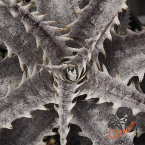 Dyckia ML F1