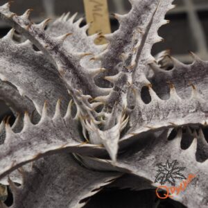 Dyckia ML F1