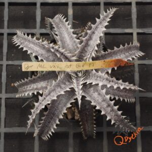 Dyckia ML F1