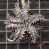 Dyckia (Red Shark x Gray Ops) x HH