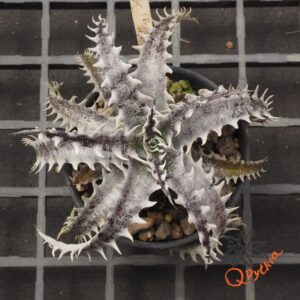Dyckia (Red Shark x Gray Ops) x HH