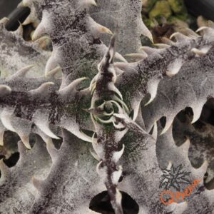 Dyckia (Red Shark x Gray Ops) x HH