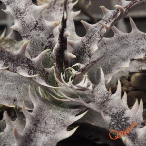 Dyckia (Red Shark x Gray Ops) x HH