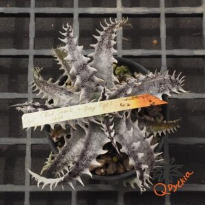 Dyckia (Red Shark x Gray Ops) x HH