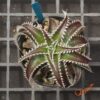 Dyckia HU-5 x Red Lotus