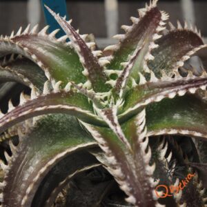 Dyckia HU-5 x Red Lotus