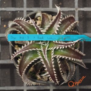 Dyckia HU-5 x Red Lotus