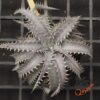 Dyckia ML F1
