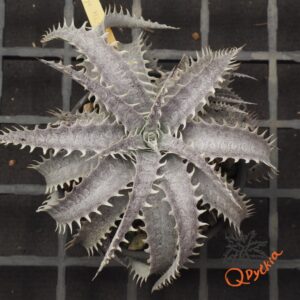 Dyckia ML F1