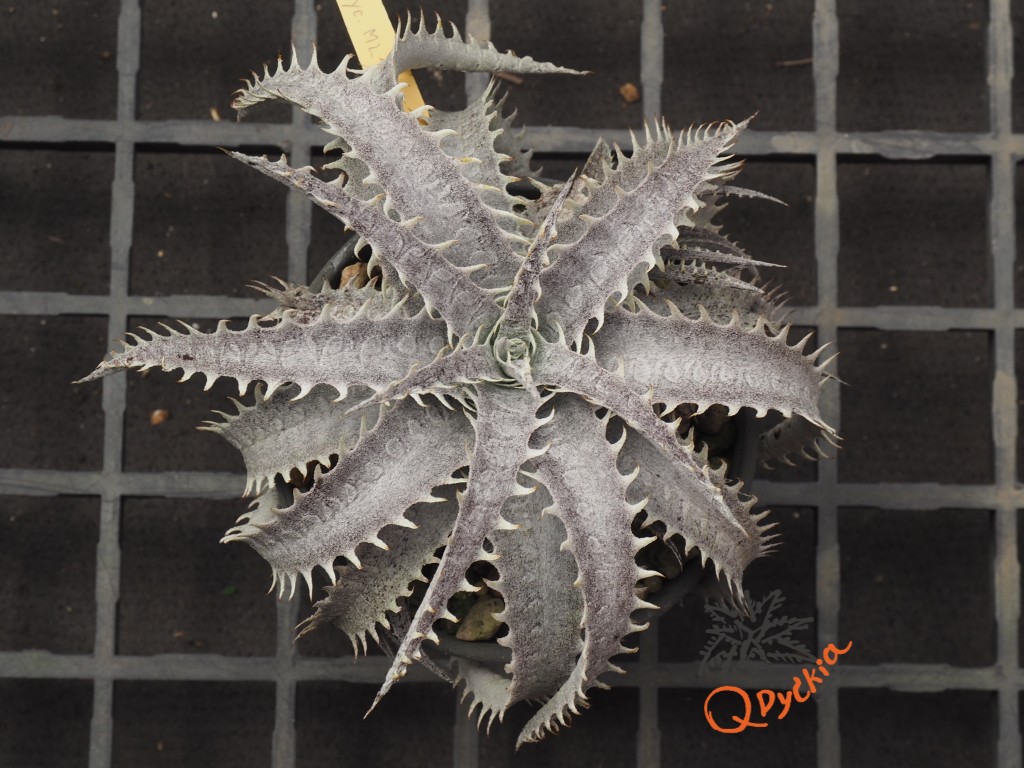 Dyckia ML F1