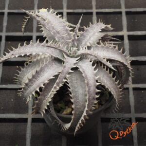 Dyckia ML F1