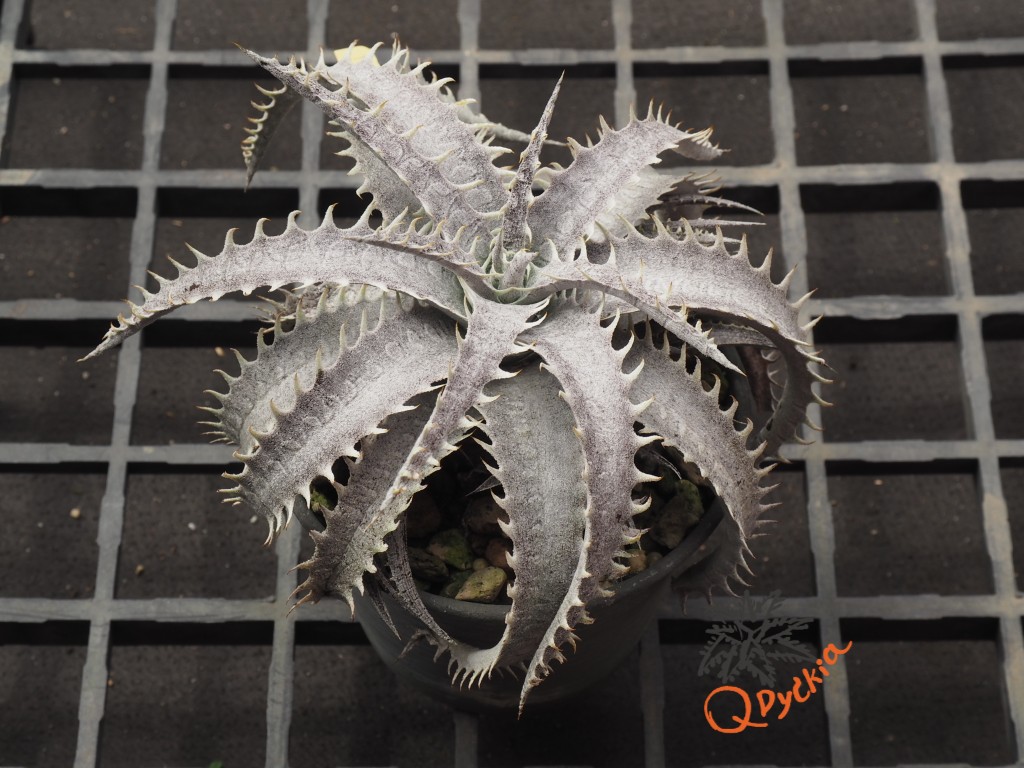 Dyckia ML F1