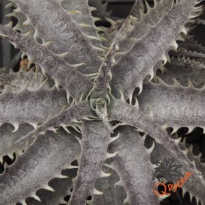 Dyckia ML F1