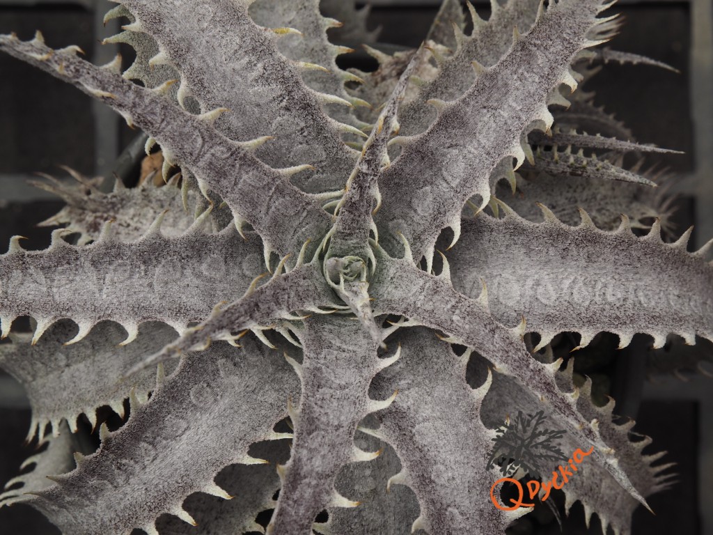 Dyckia ML F1