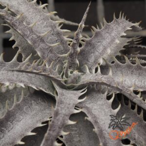 Dyckia ML F1