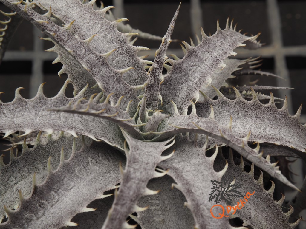 Dyckia ML F1