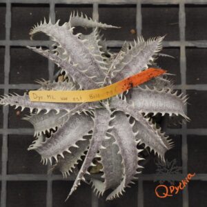 Dyckia ML F1