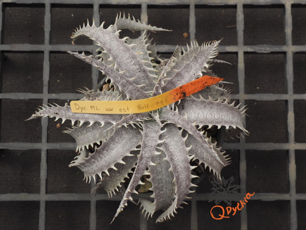 Dyckia ML F1
