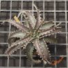Dyckia ML F1