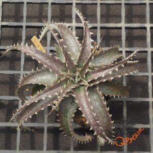 Dyckia ML F1