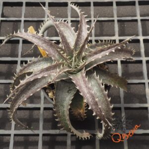 Dyckia ML F1