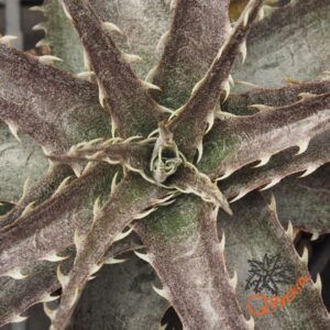 Dyckia ML F1
