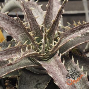 Dyckia ML F1