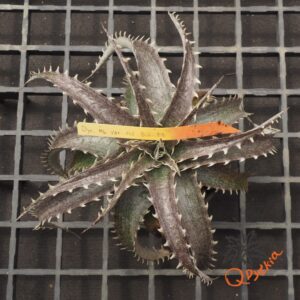 Dyckia ML F1
