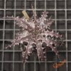 Dyckia goehringii F1