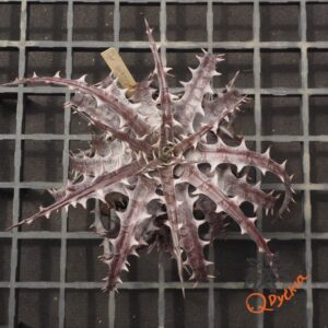 Dyckia goehringii F1