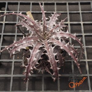 Dyckia goehringii F1