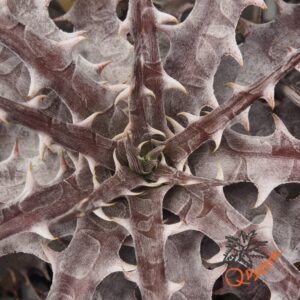 Dyckia goehringii F1