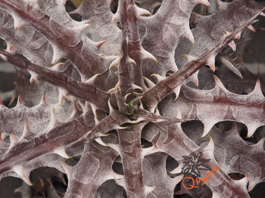 Dyckia goehringii F1
