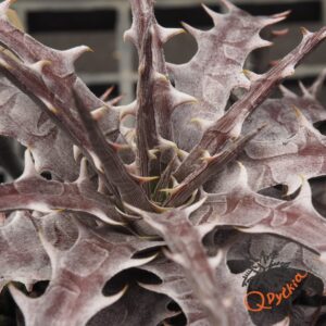 Dyckia goehringii F1