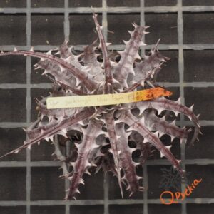 Dyckia goehringii F1