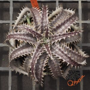 Dyckia ML x BS
