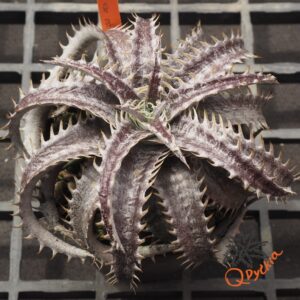 Dyckia ML x BS